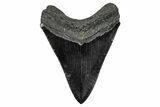 Serrated, Fossil Megalodon Tooth - South Carolina #344641-1